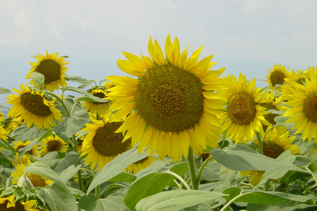 Sunflower2