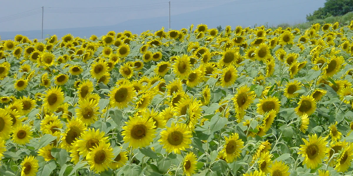 Sunflower1